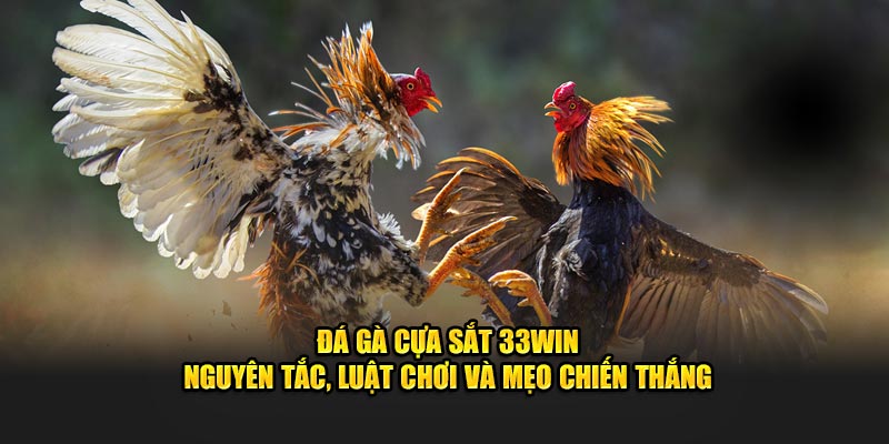 Đá Gà Cựa Sắt 33Win – Nguyên Tắc, Luật Và Mẹo Chiến Thắng